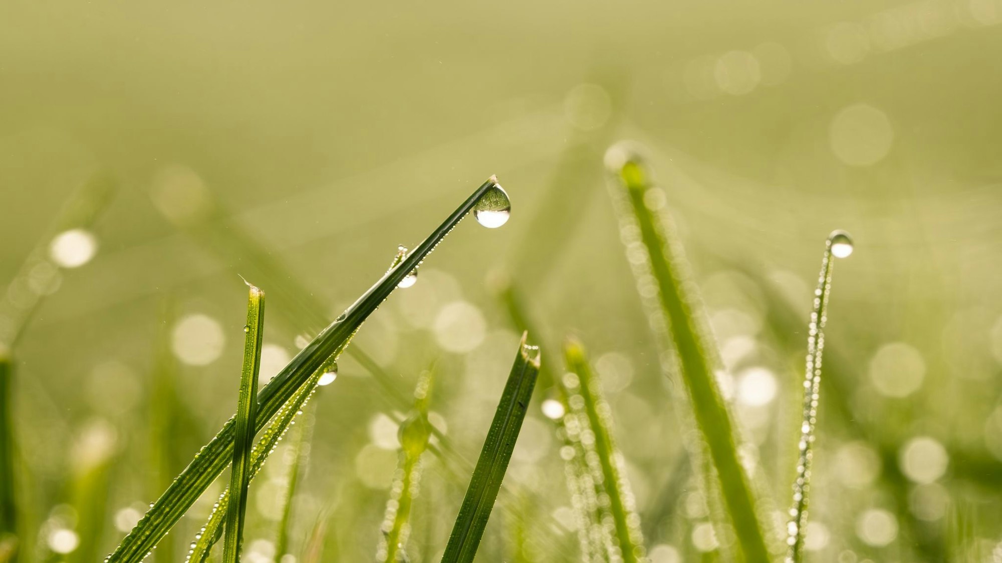 Gesundes Grün: Im Frühjahr legt man den Grundstein für einen dichten und widerstandsfähigen Rasen.