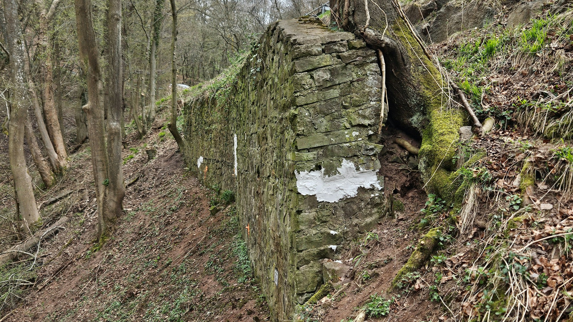 Blick auf die alte Stützwand, neben der ein Baum gewachsen ist.