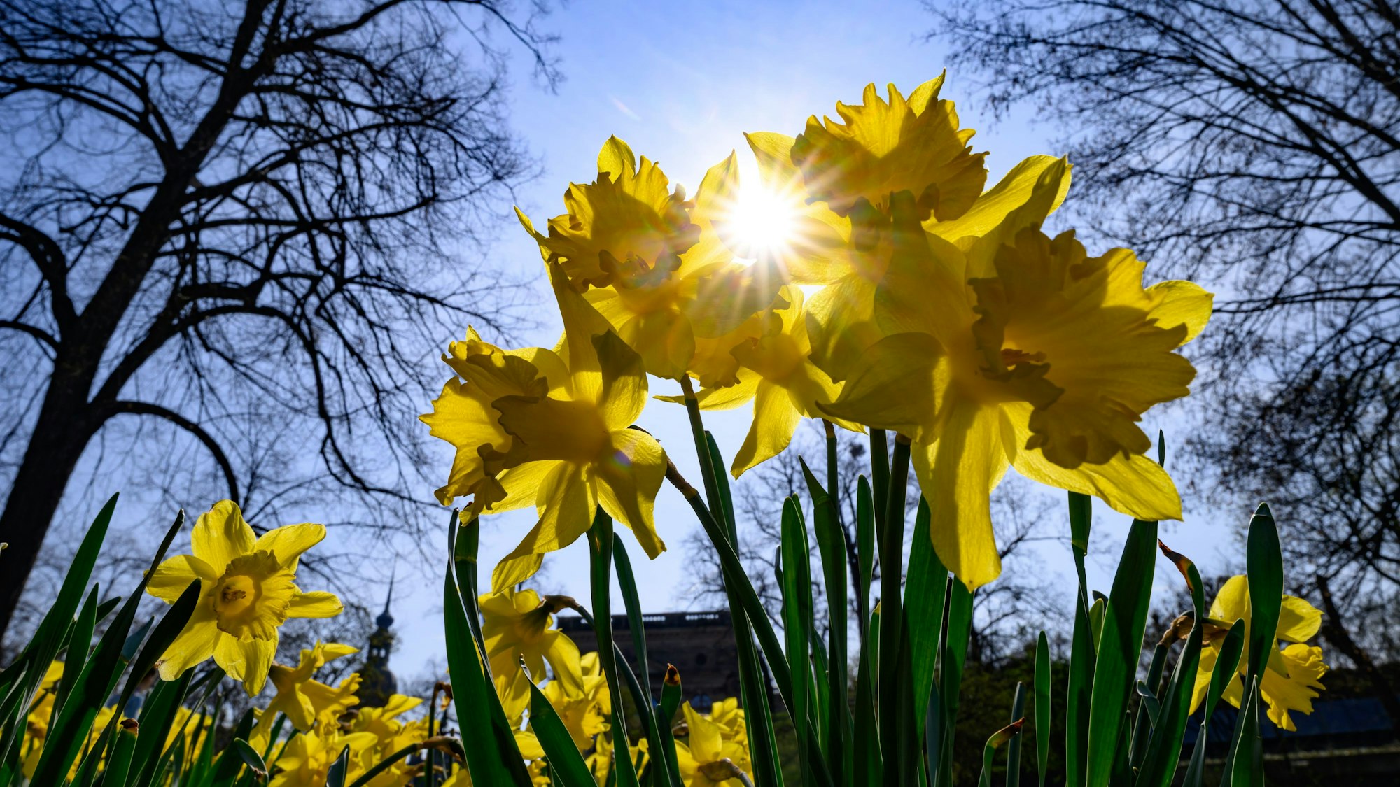 Narzissen, auch Osterglocken genannt, blühen vor der Sonne.