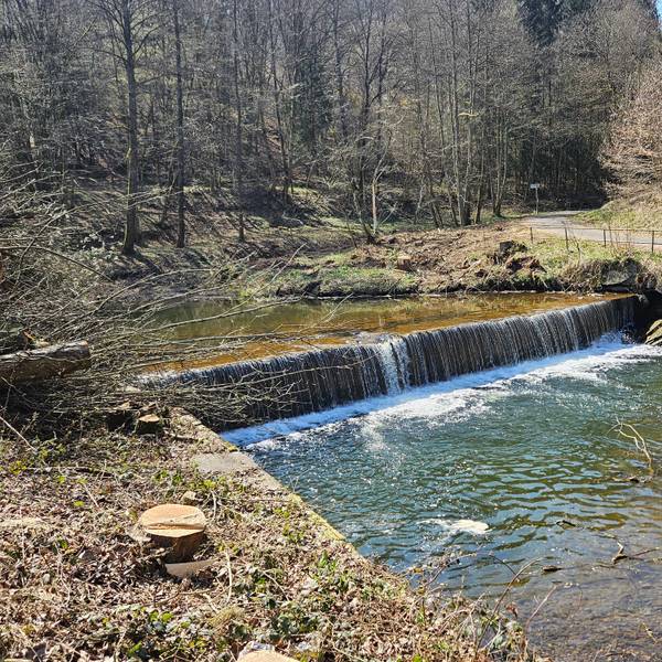 Bei einem Wehr fließt Wasser. Sie ist umgeben von Bäumen.