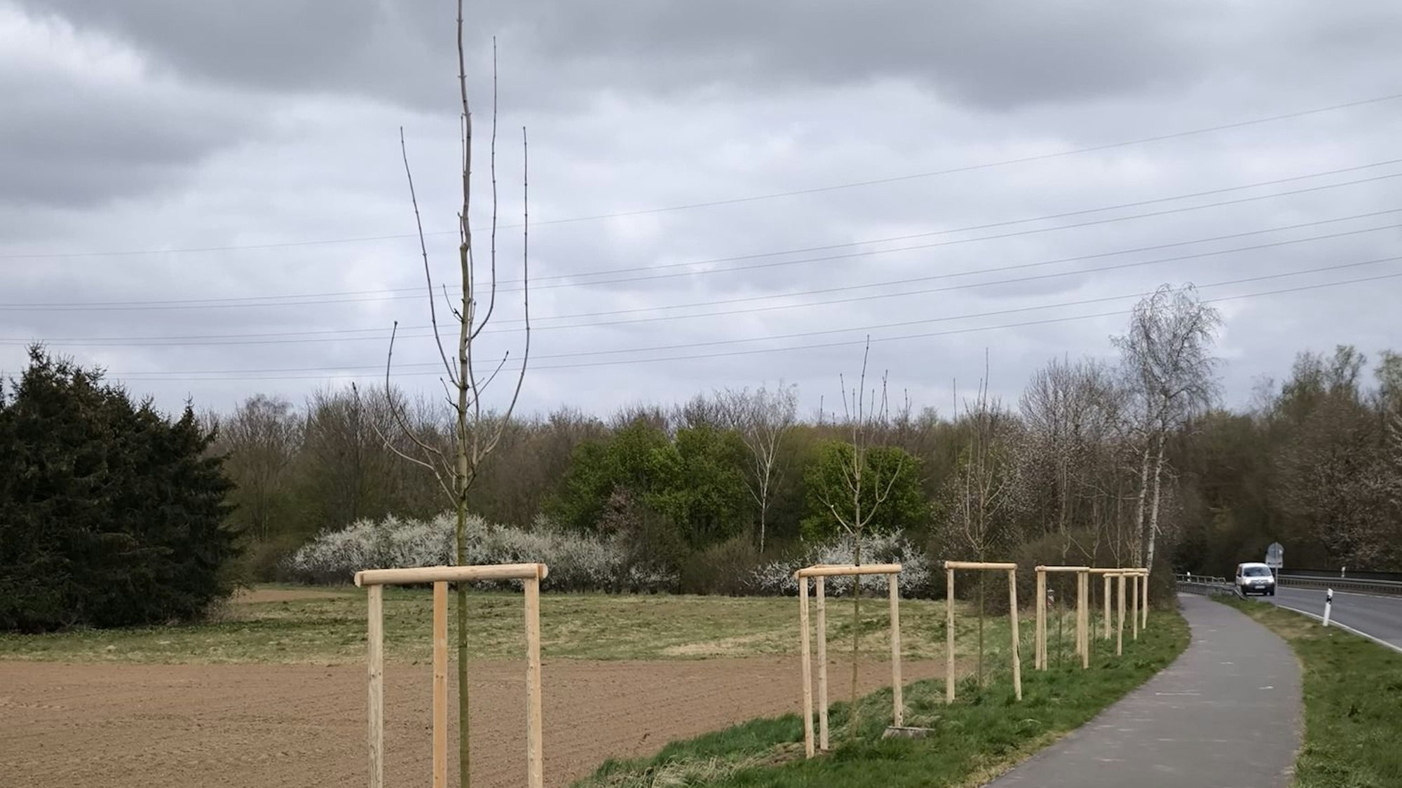 Entlang der Kreisstraßen 20 und 24 in Pulheim wurden 25 neue Ahornbäume gepflanzt.