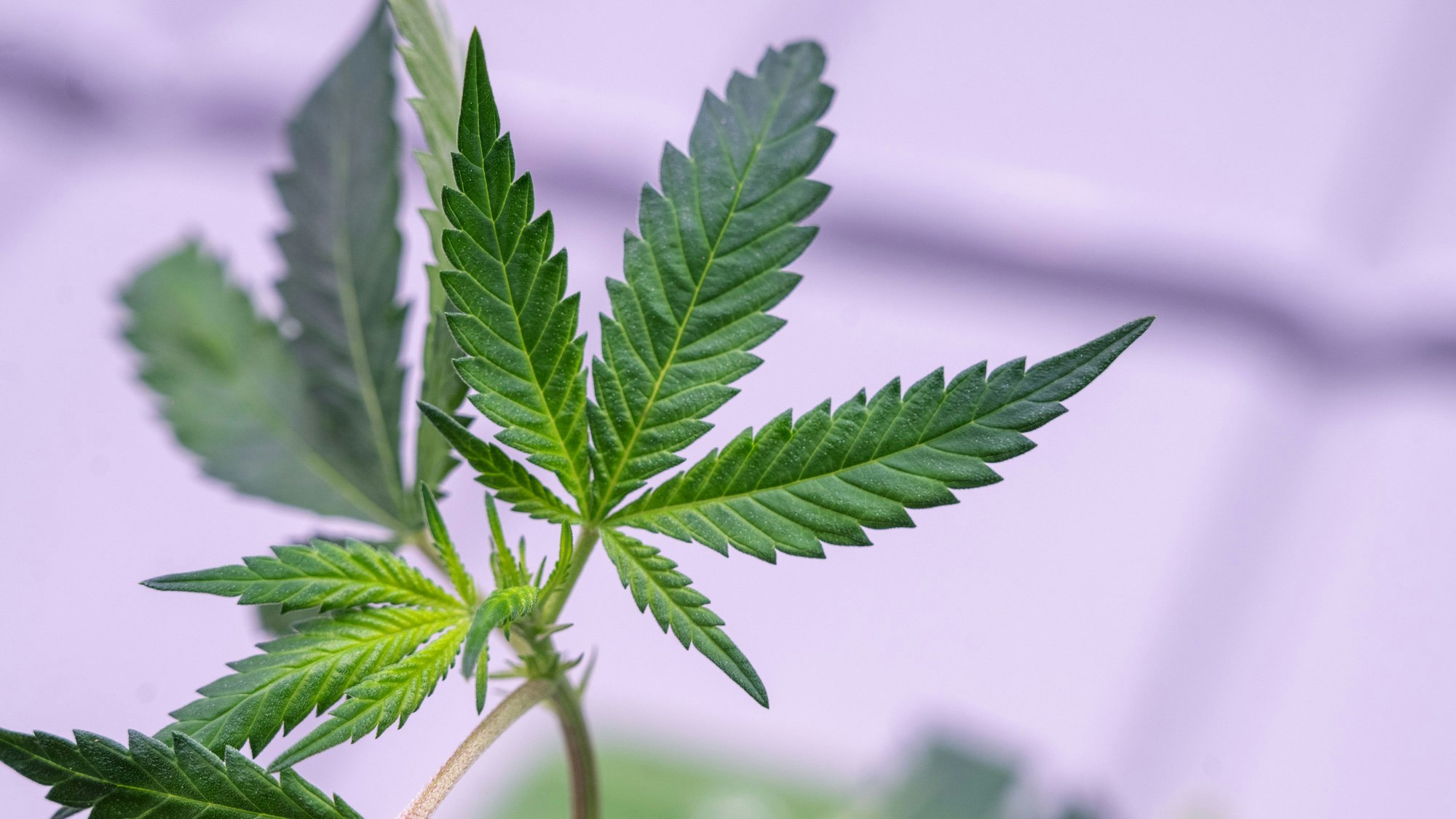 Ein Hanfsteckling (Cannabissteckling) ist in einem Anbaumodul zu sehen.