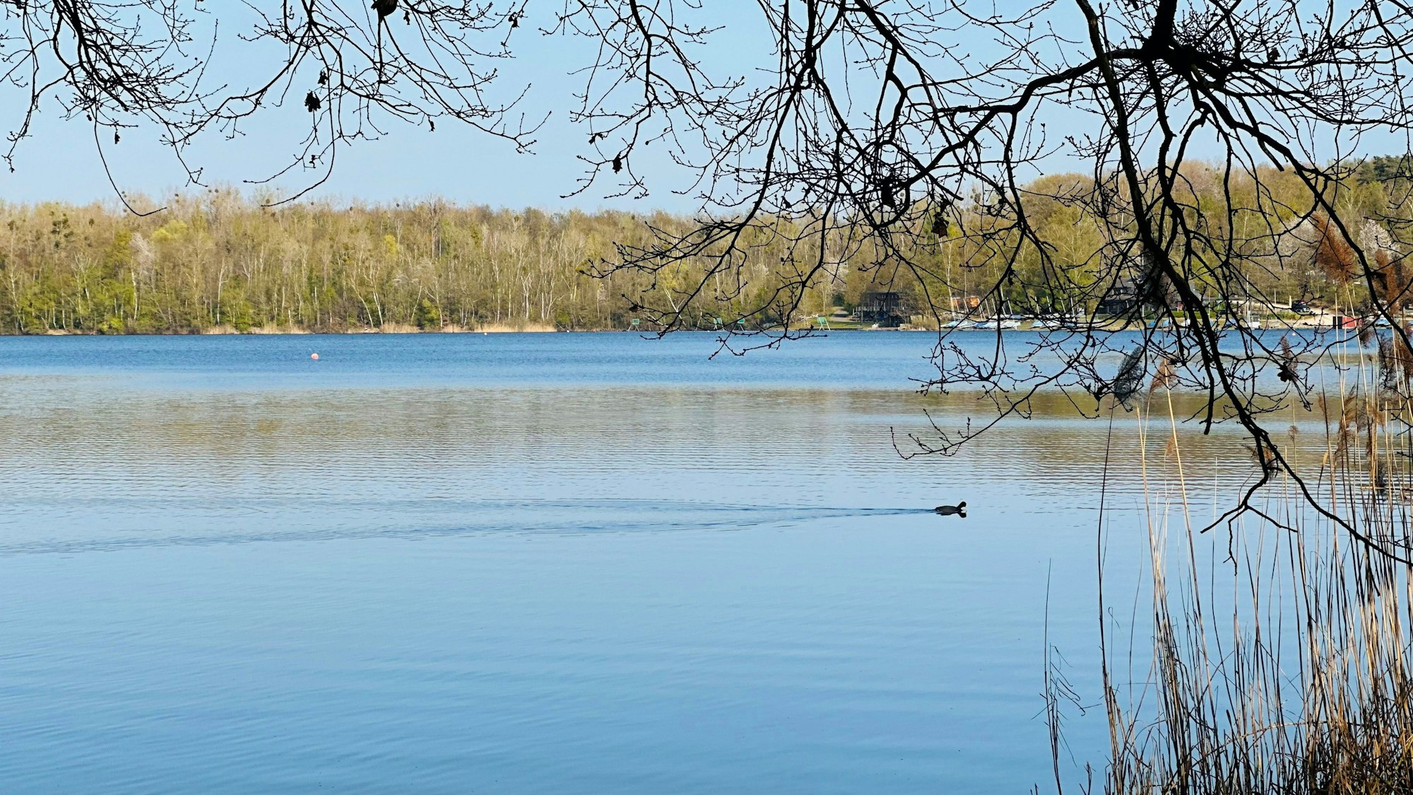 Zu sehen ist der Liblarer See, auf dem eine Ente schwimmt.
