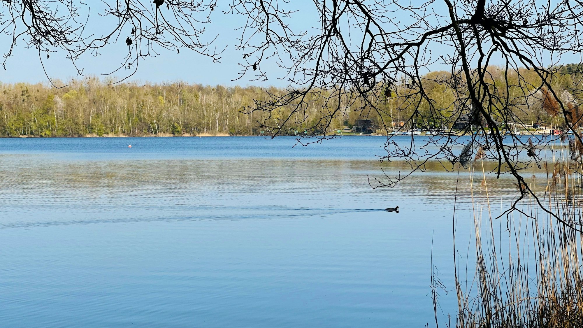 Zu sehen ist der Liblarer See, auf dem eine Ente schwimmt.