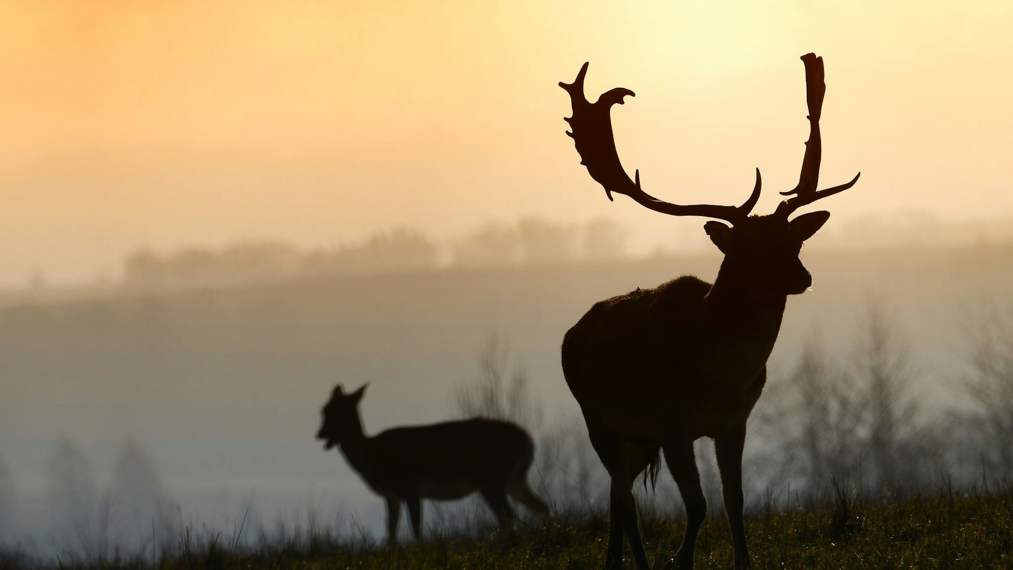 Zwei in Bonn entlaufene Damhirsche genießen ihre Freiheit. (Symbolbild)