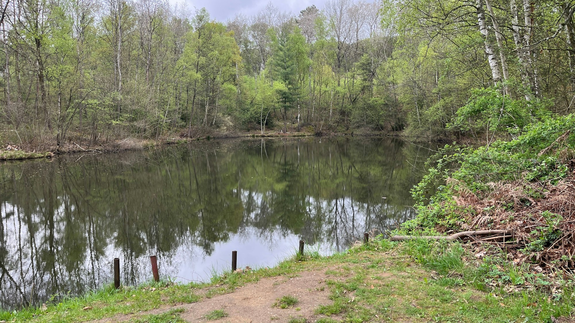 Der „Seerosenteich“ Dambroich ist Idylle pur, nur die Geräusche der nahen Autobahn 3 stört ein wenig die Ruhe.