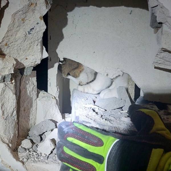 Katze Misha wird am 14.4.2025 in Ratingen aus einem Kaminschacht gerettet.