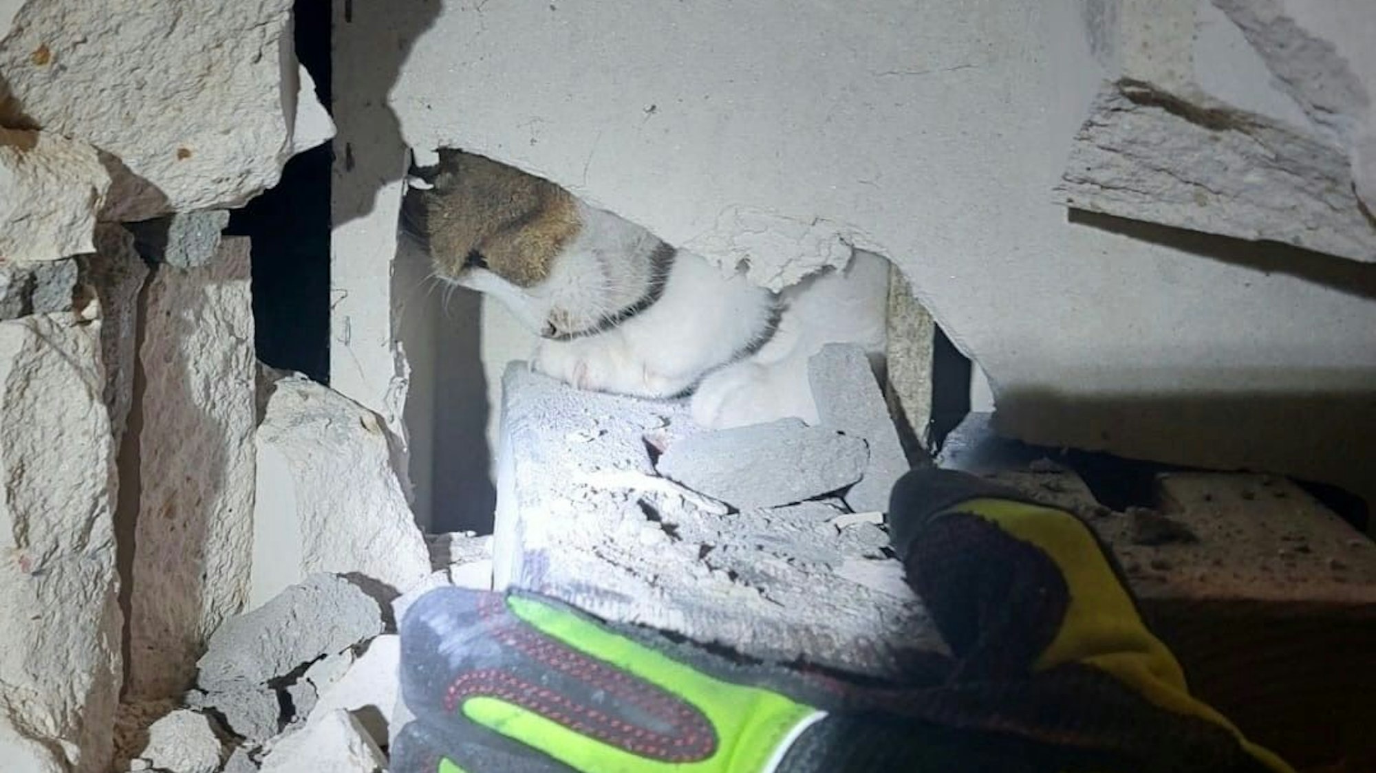 Katze Misha wird am 14.4.2025 in Ratingen aus einem Kaminschacht gerettet.