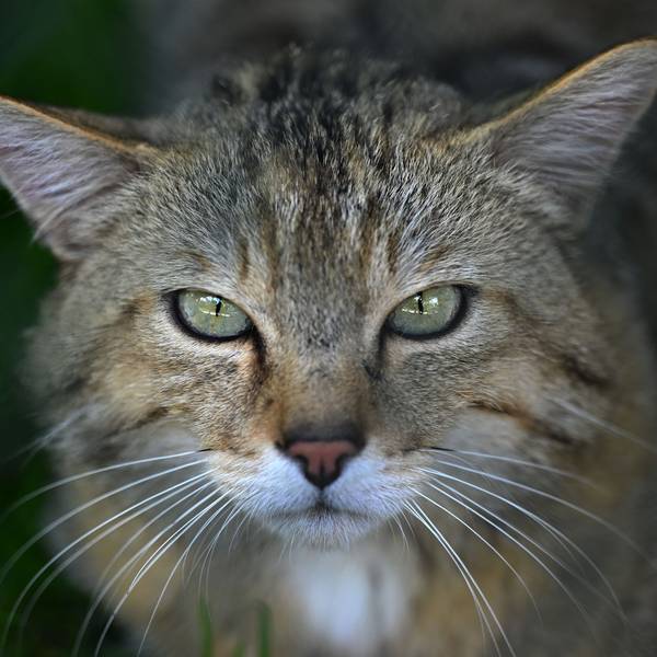 Das Gesicht einer Wildkatze.