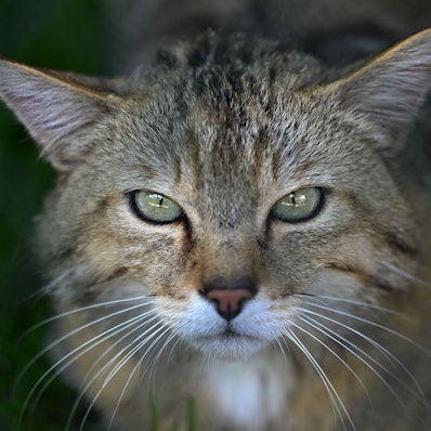 Das Gesicht einer Wildkatze.