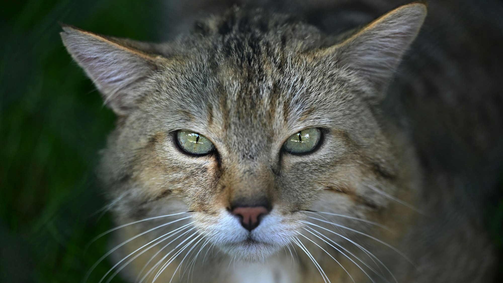 Das Gesicht einer Wildkatze.