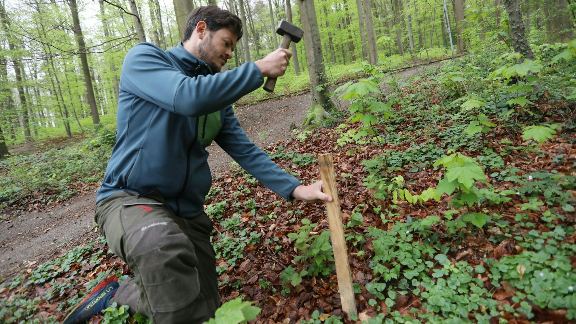 Ein Mann schlägt mit einem Hammer auf eine Holzlatte, um sie im Waldboden zu verankern.