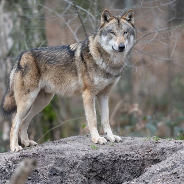 Ein Wolf steht in seinem Gehege in einem Tierpark.