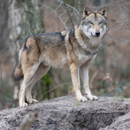Ein Wolf steht in seinem Gehege in einem Tierpark.