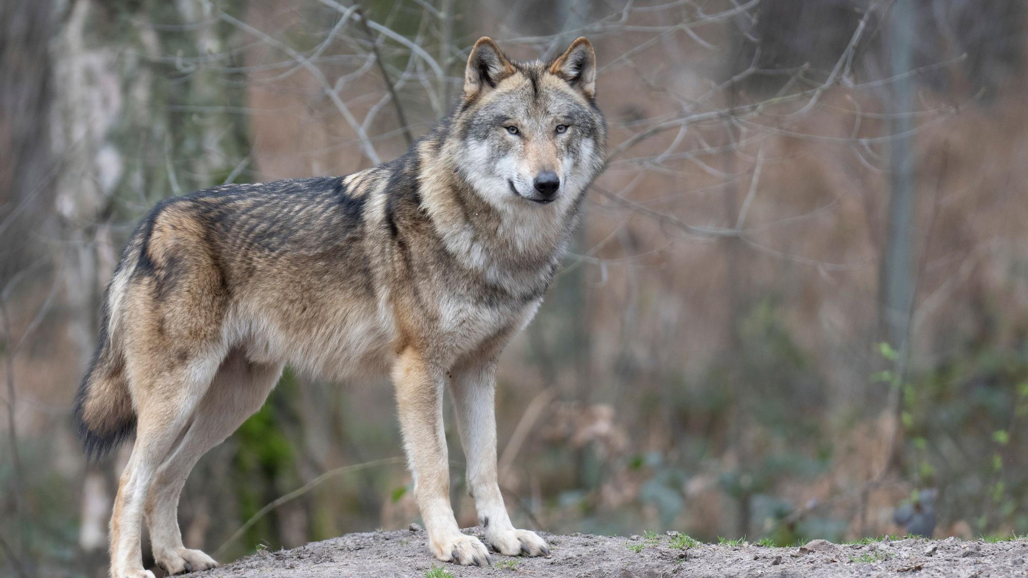 Ein Wolf steht in seinem Gehege in einem Tierpark.