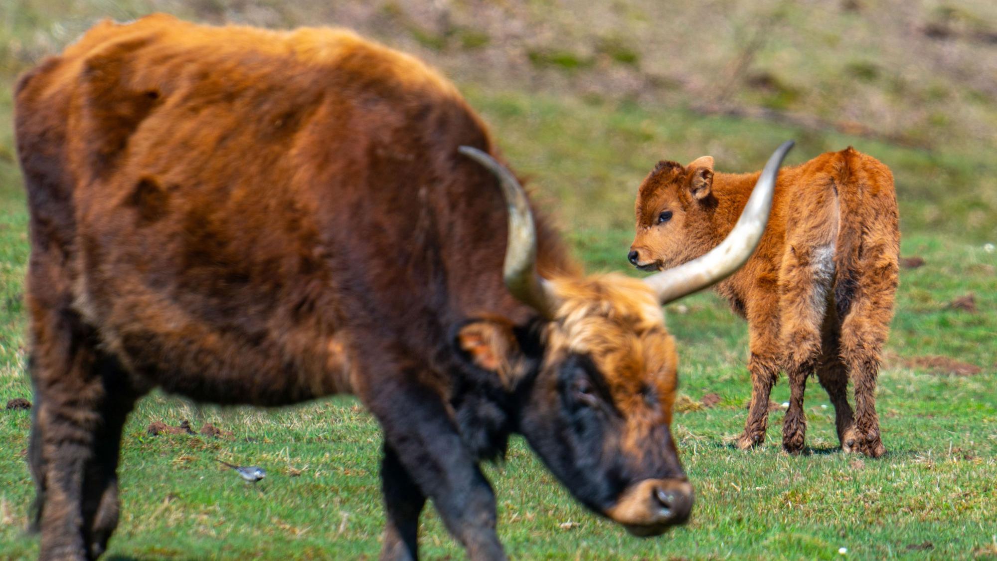 Ein Kalb und ein junges Heckrind auf einer Weide.
