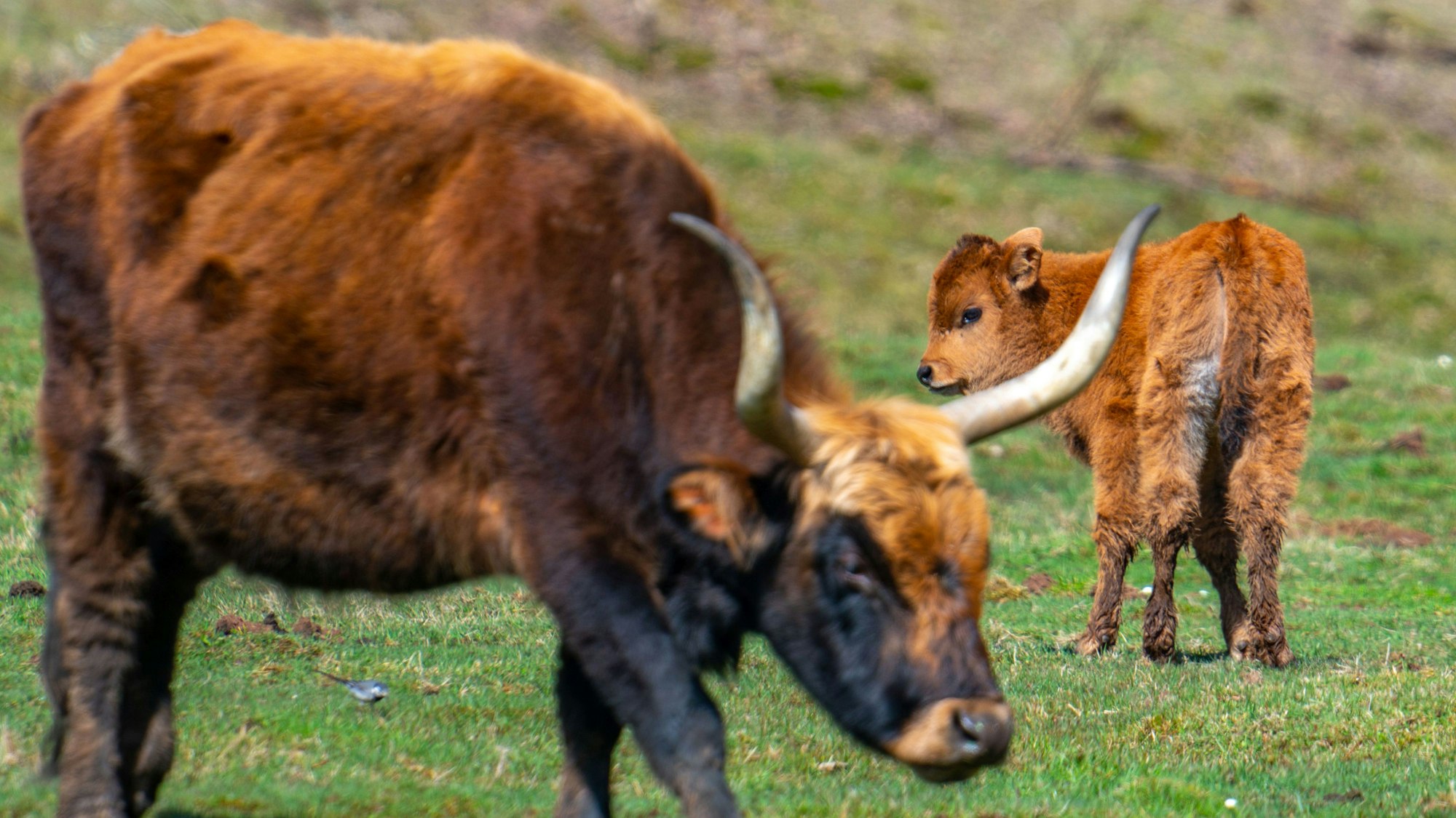 Ein Kalb und ein junges Heckrind auf einer Weide.