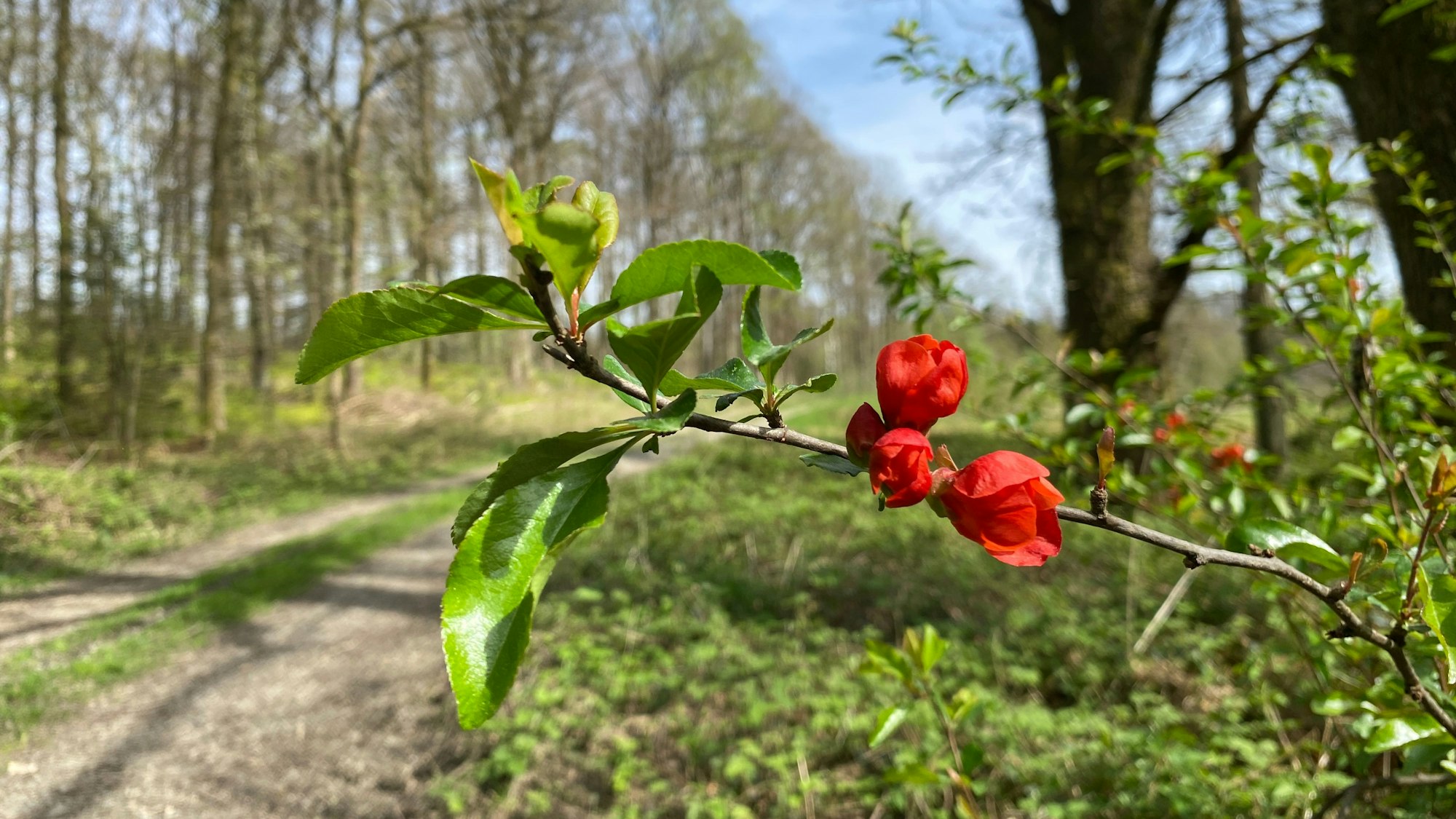 Eine Zierquitte blüht am Rande eines Waldweges.