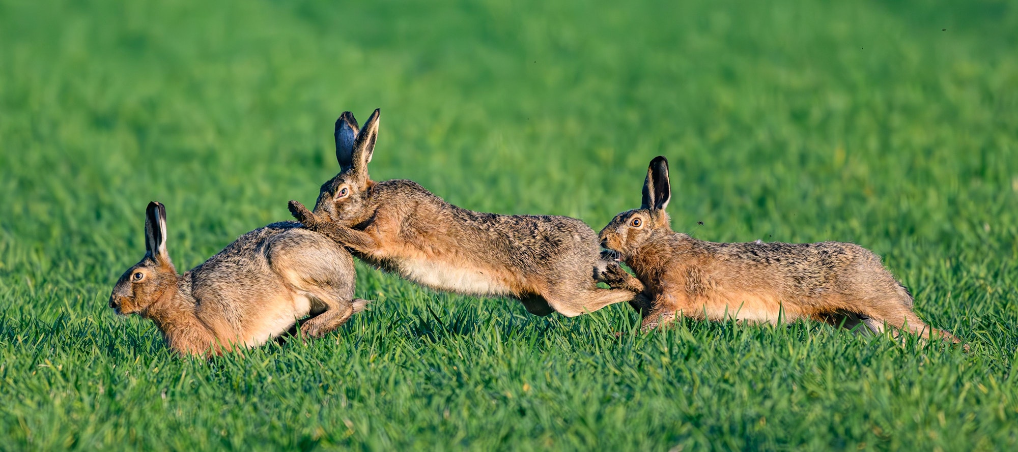 Dicht hintereinander jagen drei Feldhasen am frühen Morgen über ein Feld.