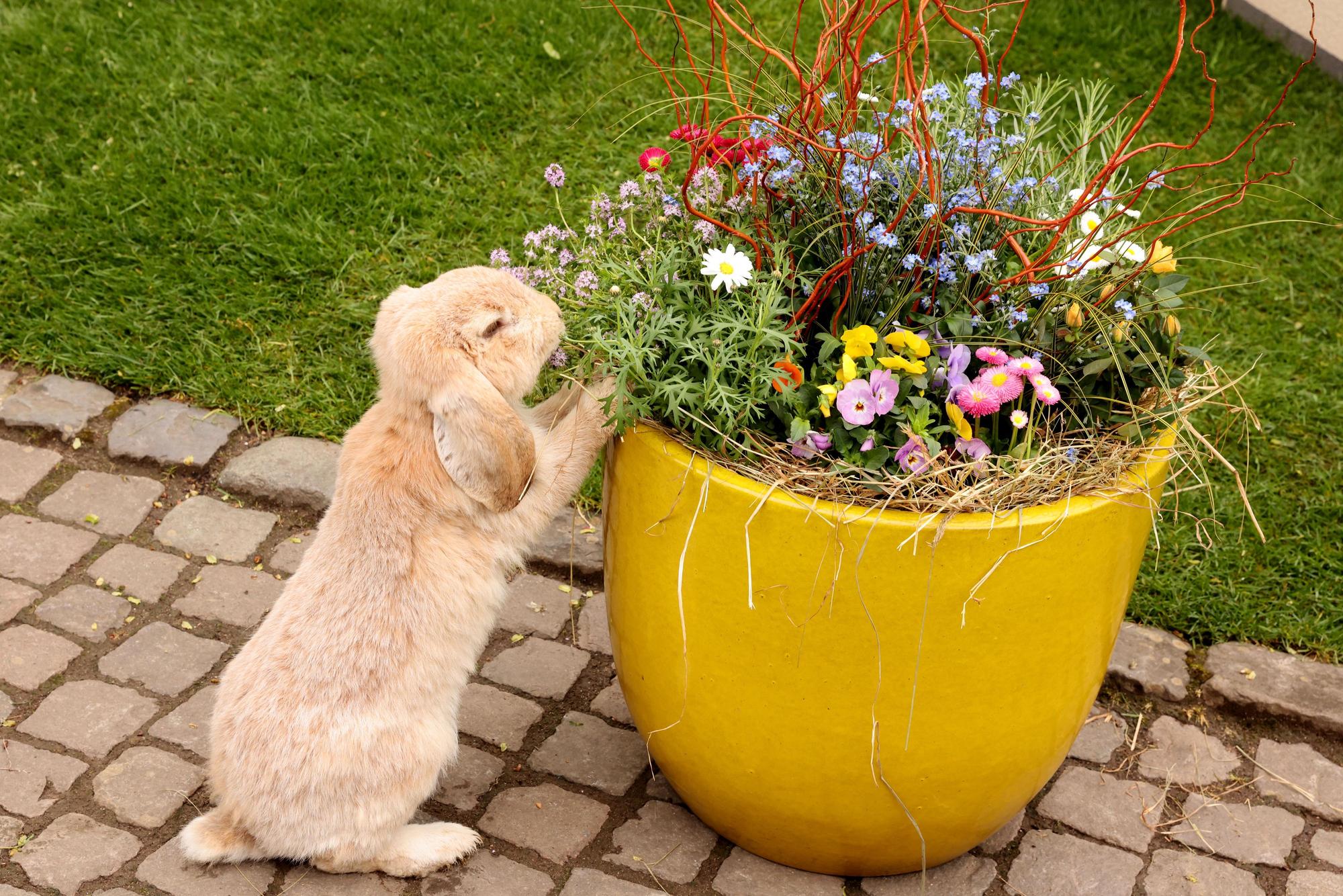Osterhase Kalli Junior bedient sich an der liebevoll angerichtete Osterdeko in Lampeshausen.