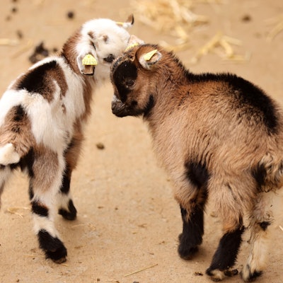 Köln, RSK, Zoo Lampeshausen