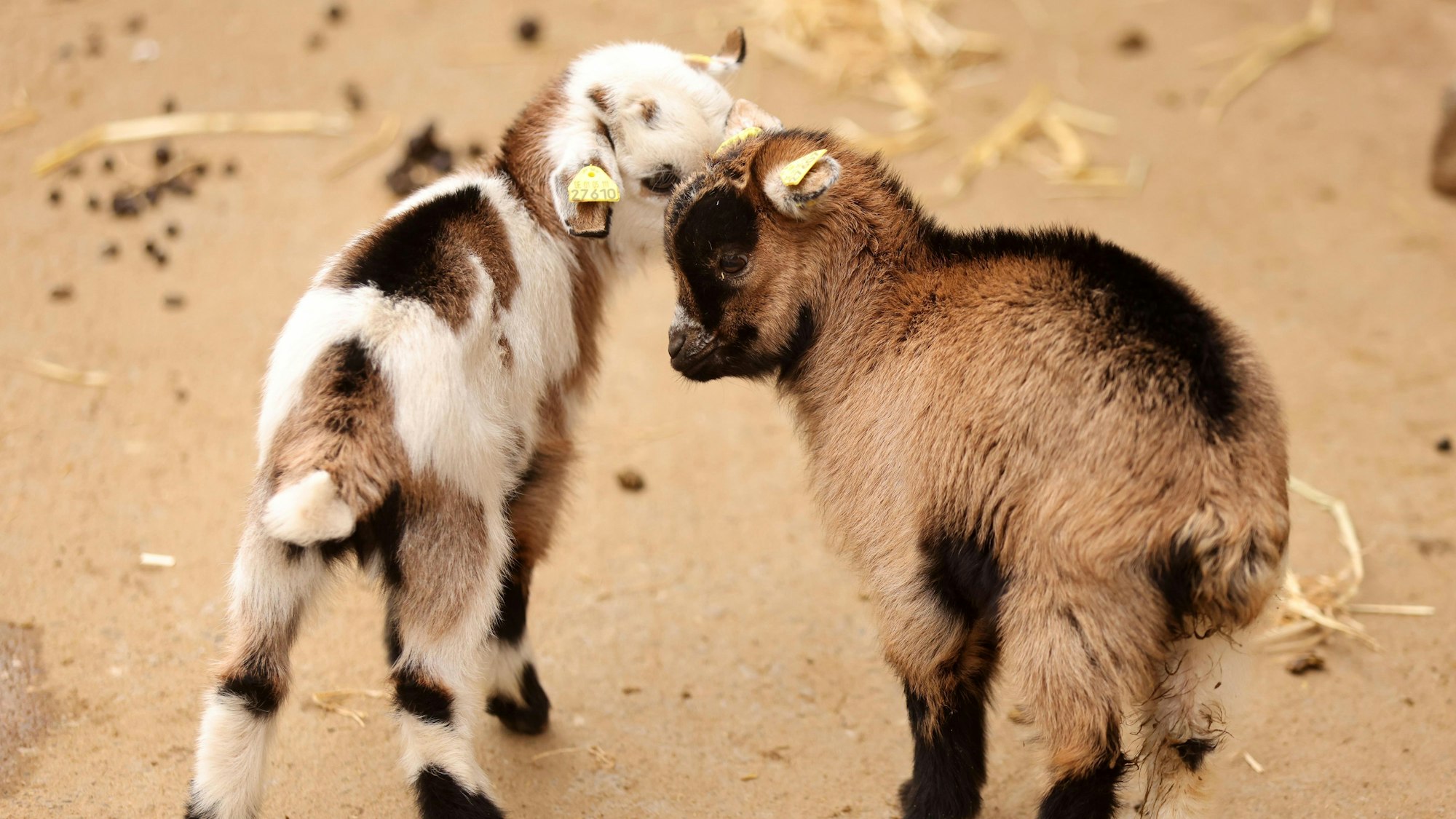 Köln, RSK, Zoo Lampeshausen