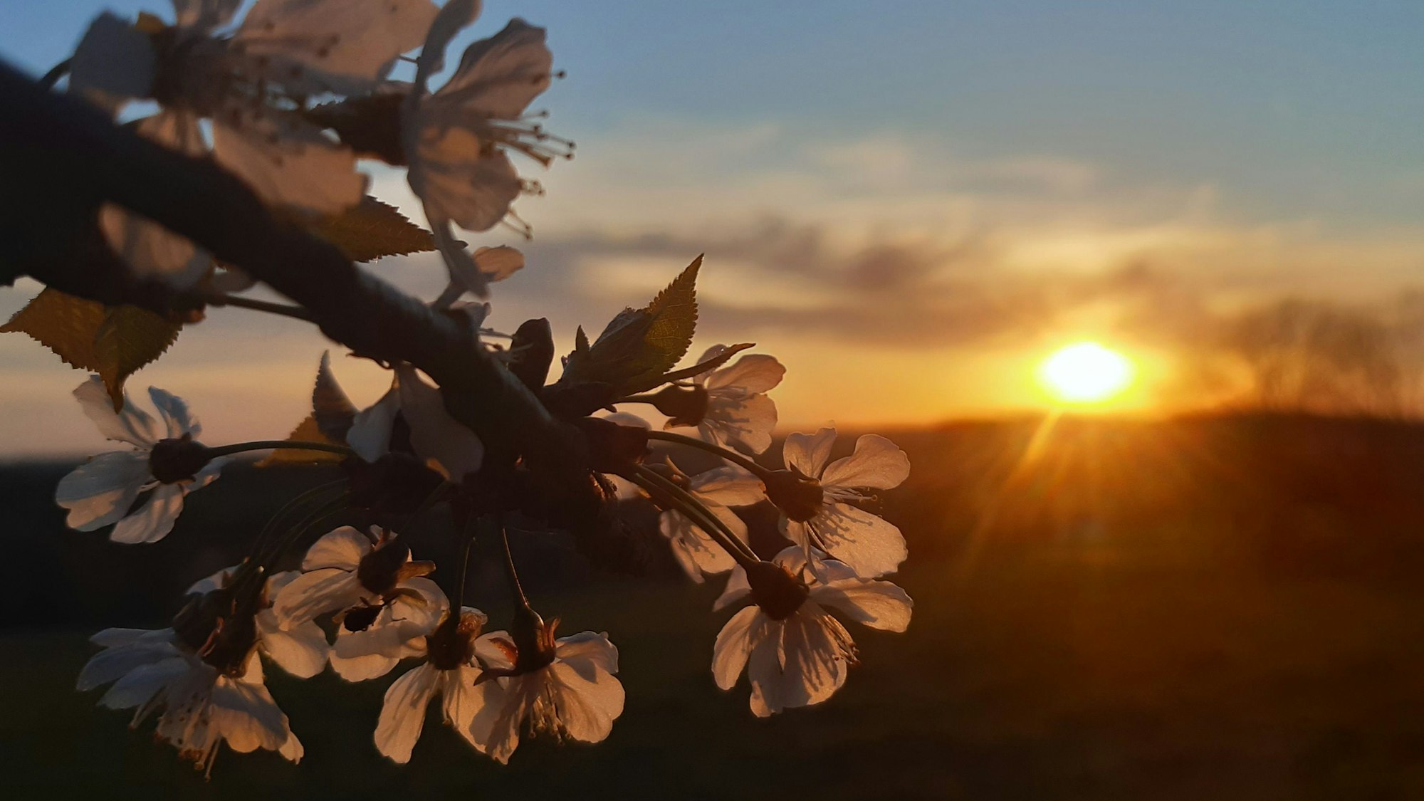 Sonnenuntergang mit einem blühenden Baum im Vordergrund.