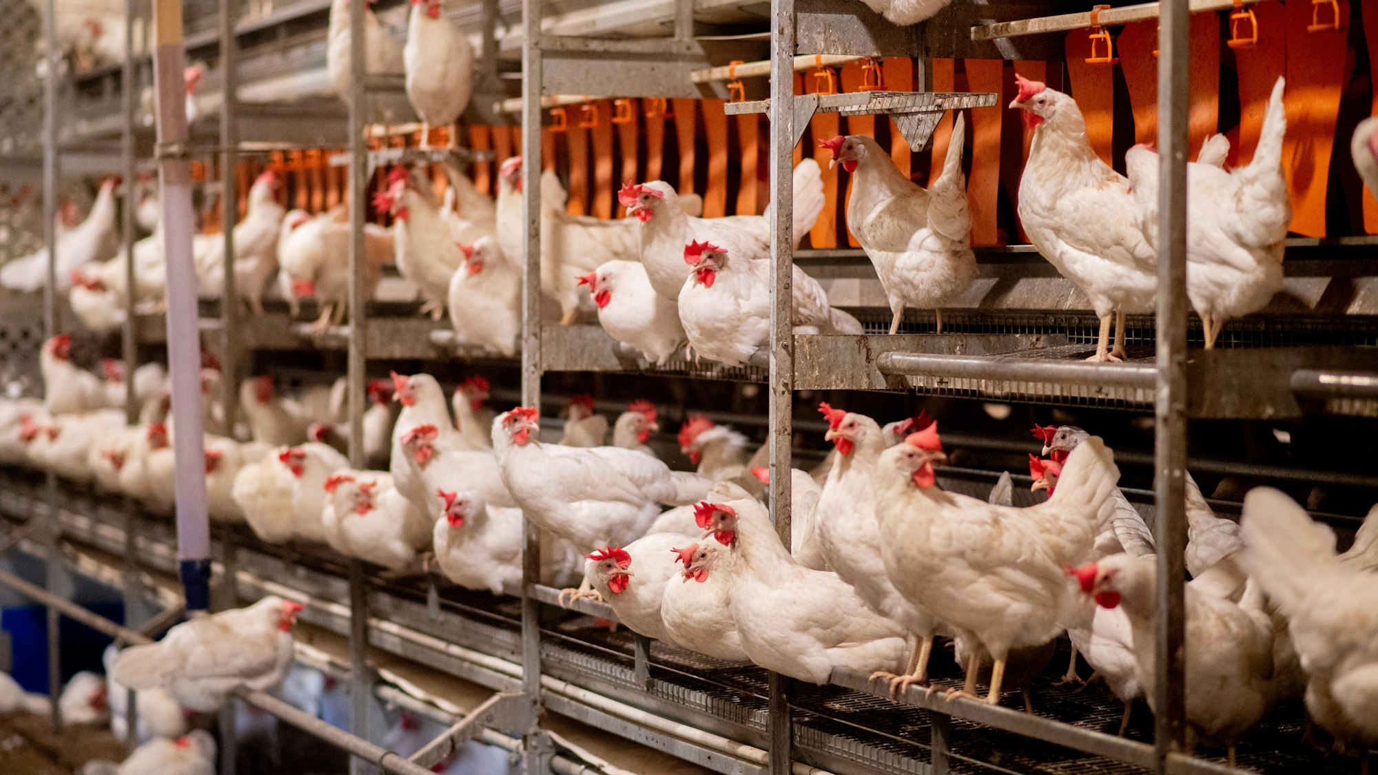 Zahlreiche Hühner stehen im Stall einer Legehennenhaltung im Landkreis Diepholz.