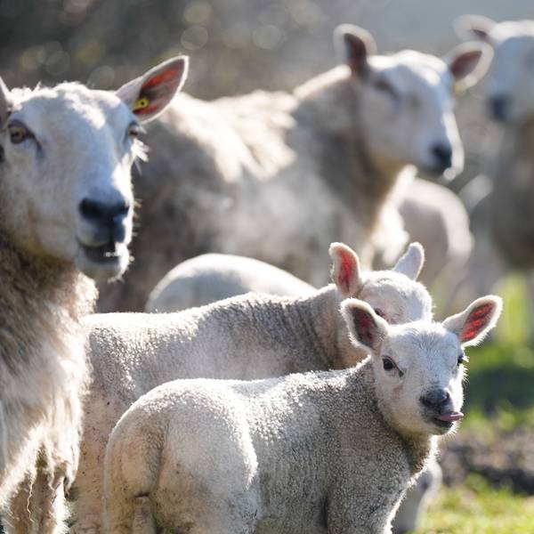 In der Wahner Heide sind Schafe von einem Hund gejagt und schwer verletzt worden. Viele trächtige Muttertiere waren dabei.