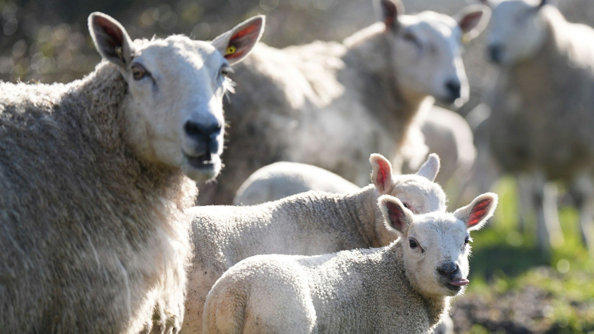 In der Wahner Heide sind Schafe von einem Hund gejagt und schwer verletzt worden. Viele trächtige Muttertiere waren dabei.