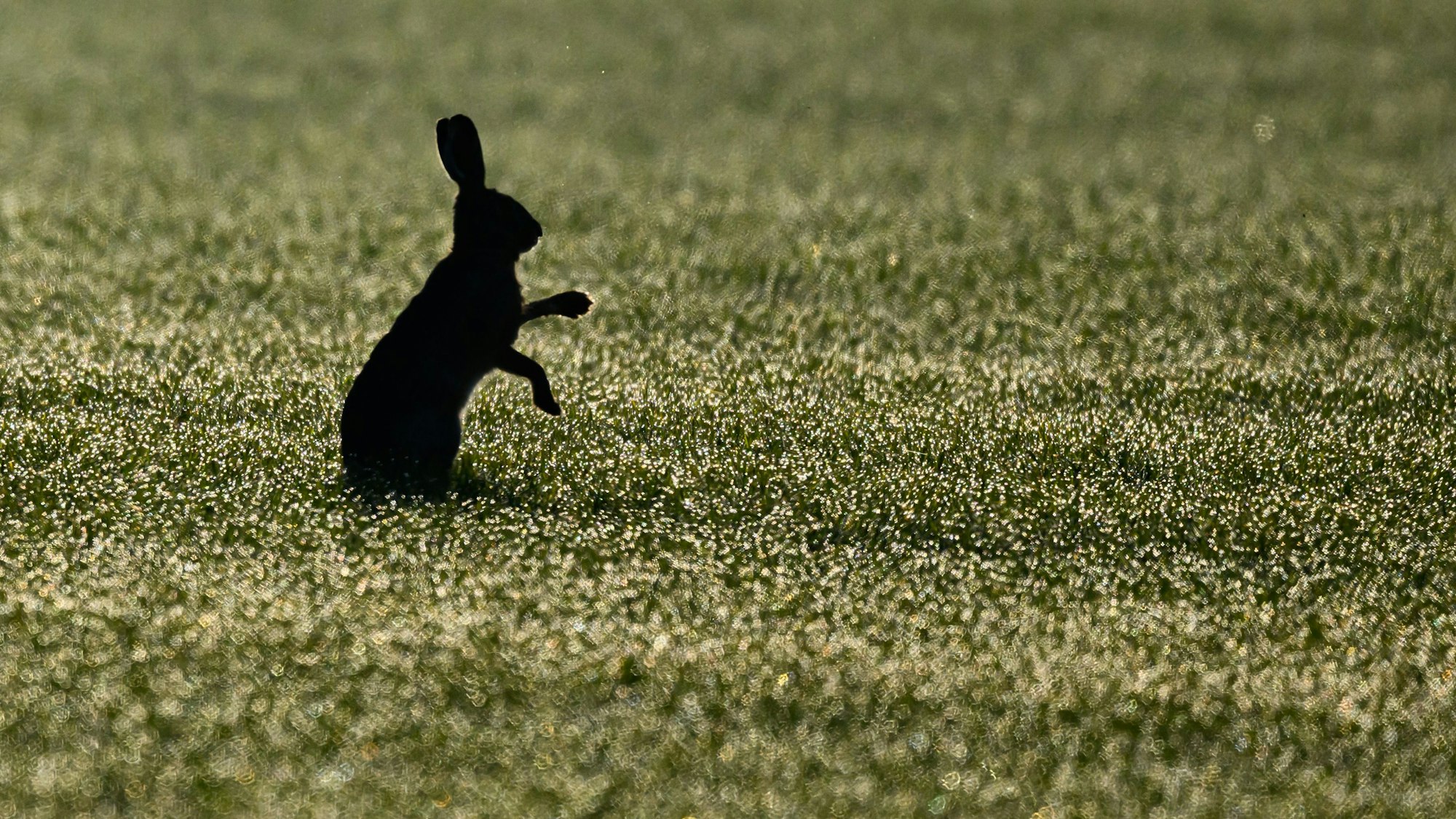 Ein Feldhase ist im Gegenlicht auf einem mit Tau nassen Feld zu sehen.