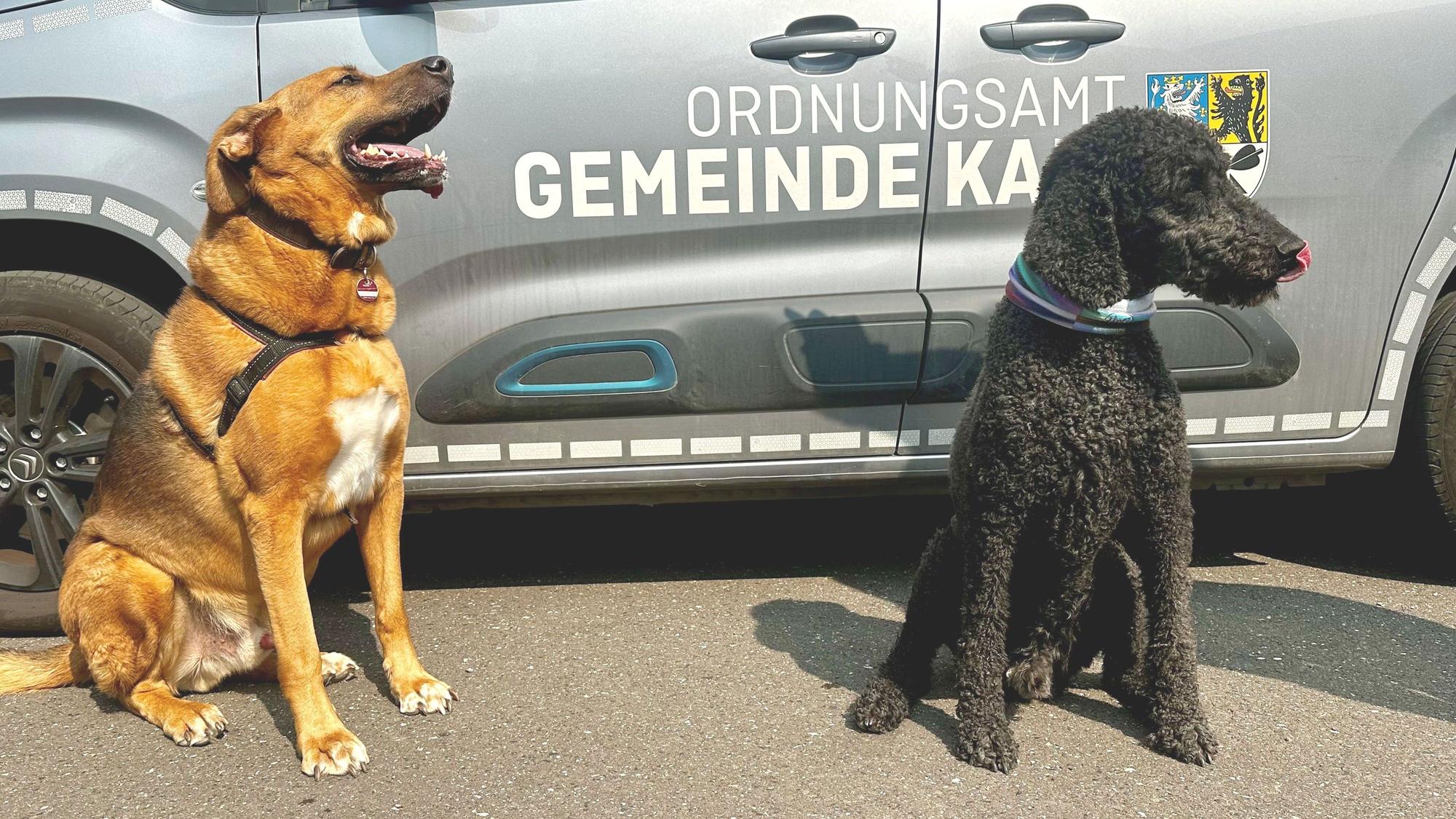 Zwei Hunde sitzen vor einem Fahrzeug des Ordnungsamts Kall.