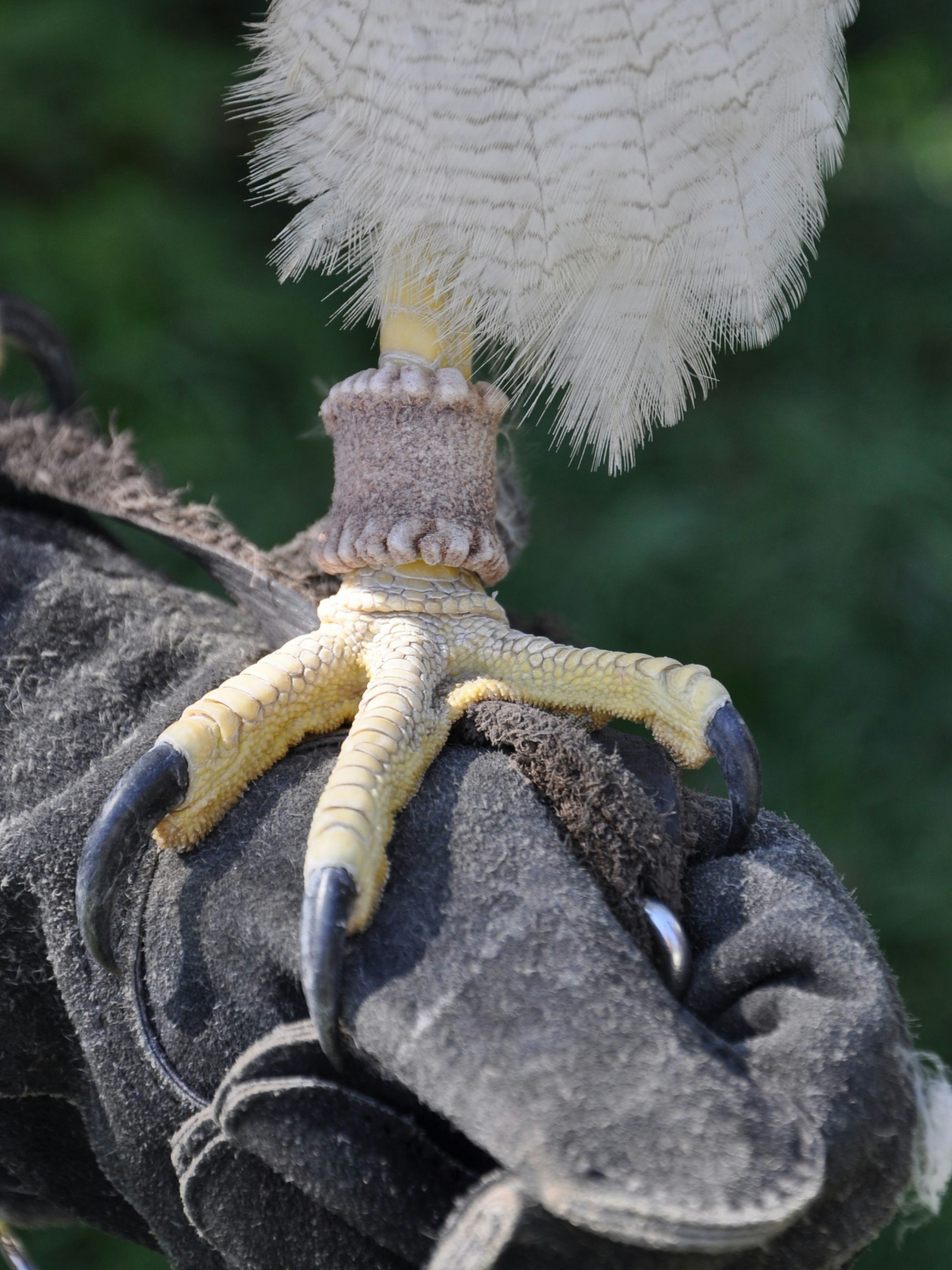 Das Bild zeigt Kordillerenadler Artemis, der seine starken Klauen und seinen scharfen Schnabel zeigt.