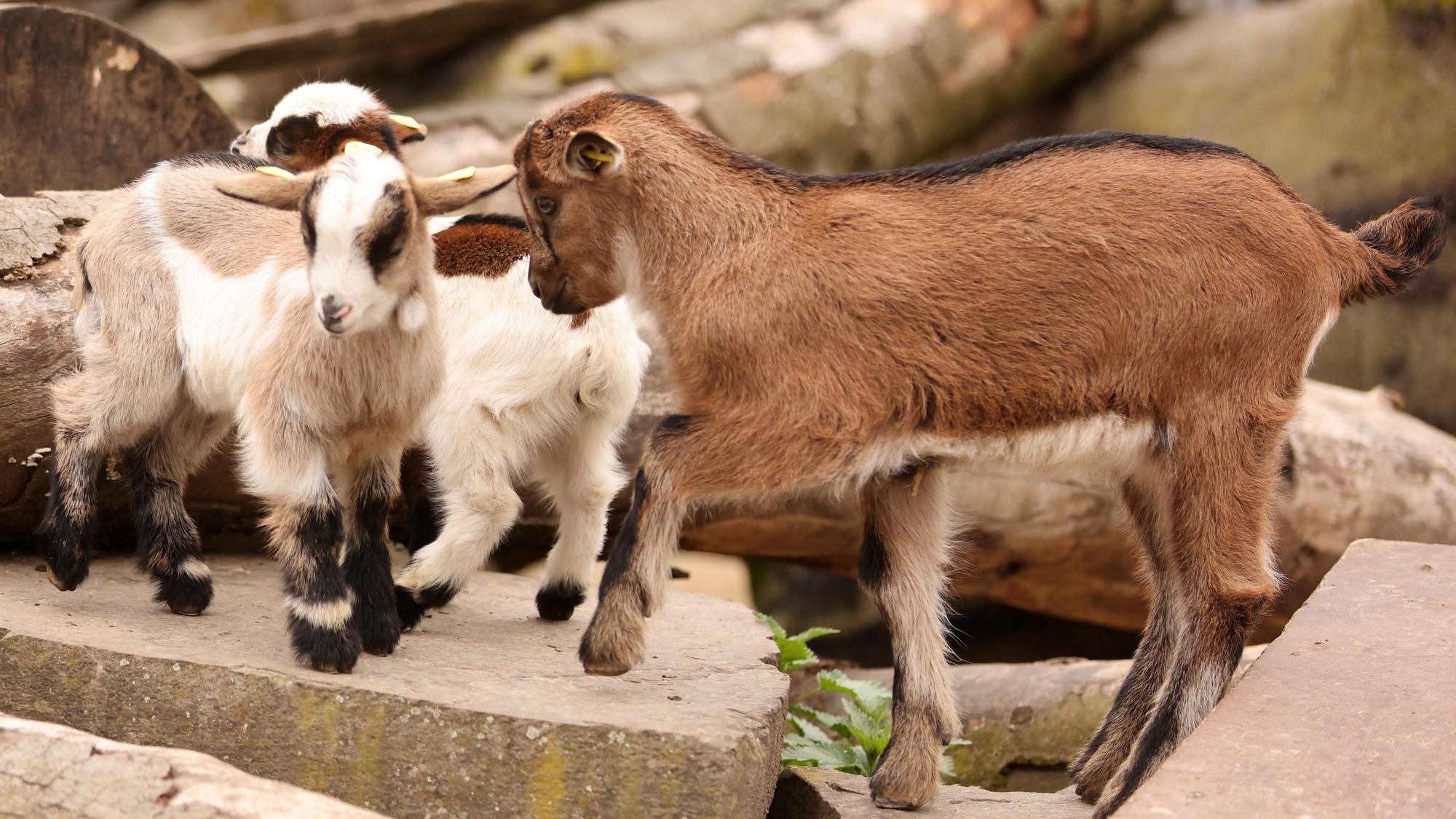 Der Hennes-Nachwuchs mit seinen Spielkameraden im Clemenshof-Streichelzoo.