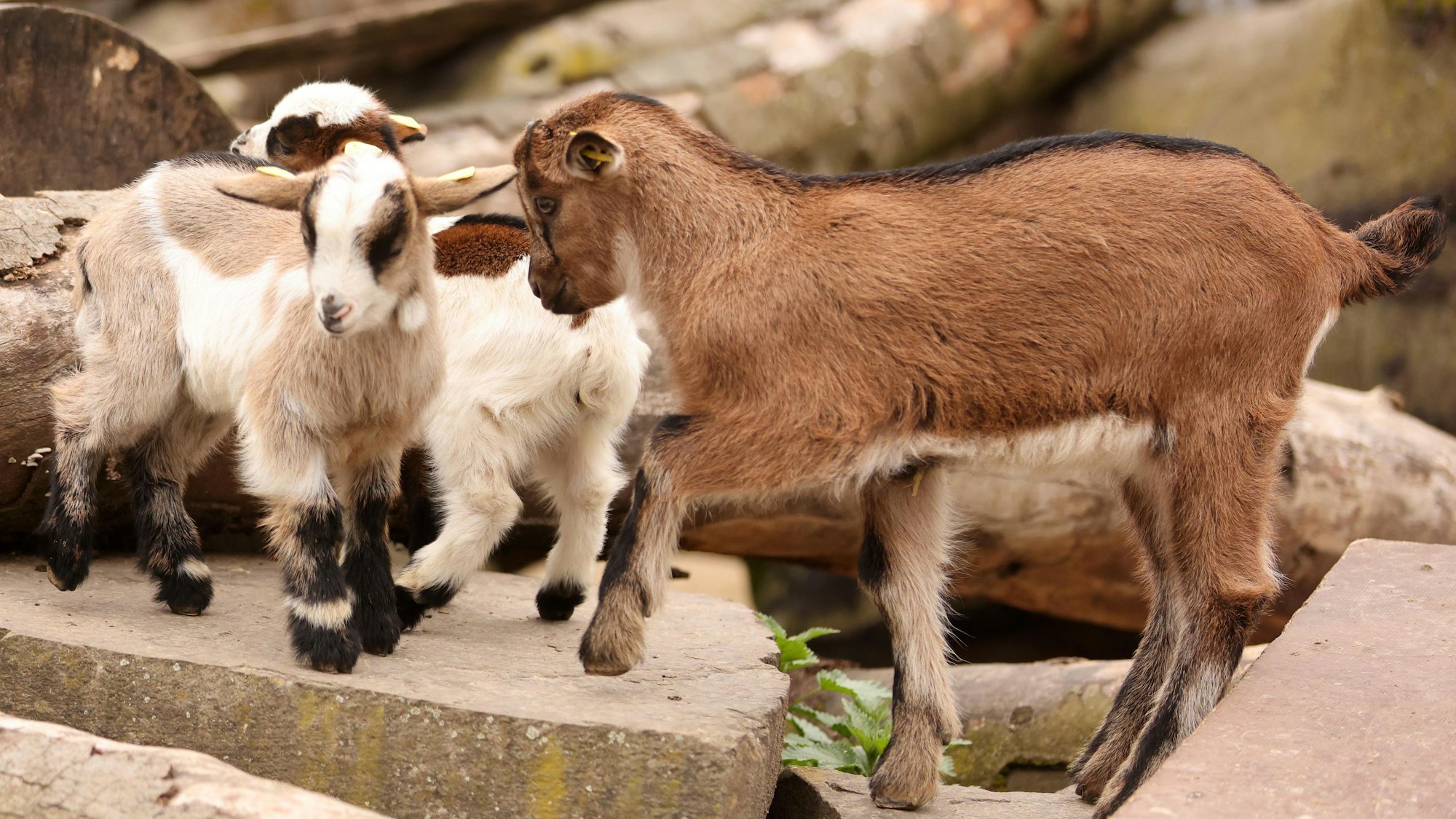 Der Hennes-Nachwuchs mit seinen Spielkameraden im Clemenshof-Streichelzoo.