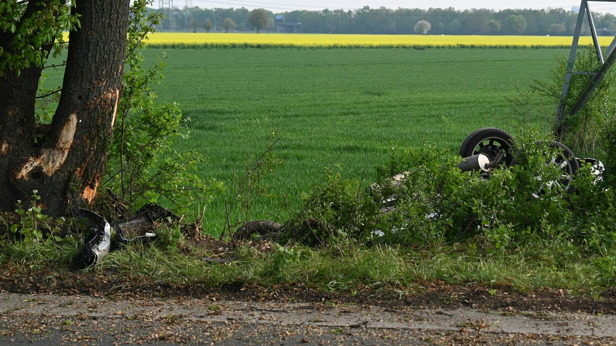 Das Bild zeigten einen beschädigten Baum.