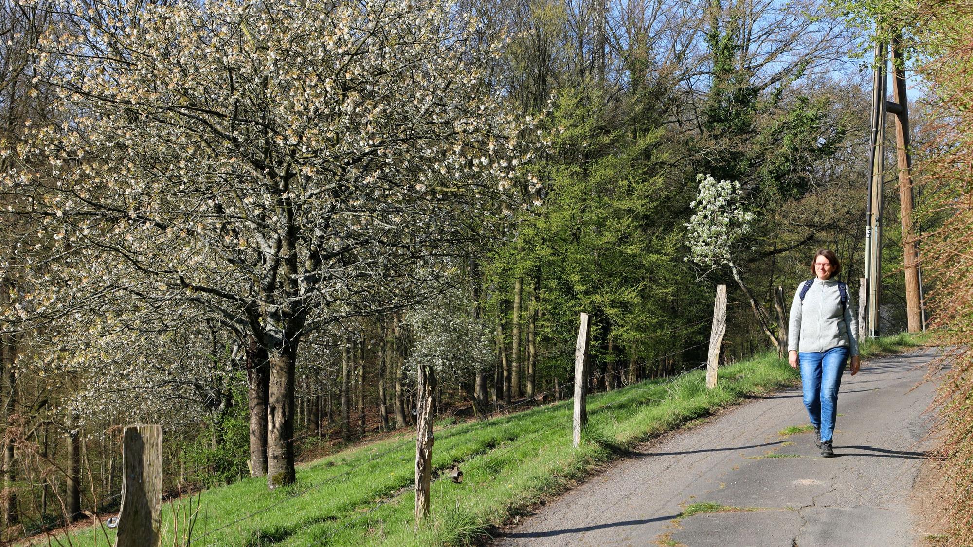 Eine Wanderin geht auf einer Straße neben einer Streiobstwiese.