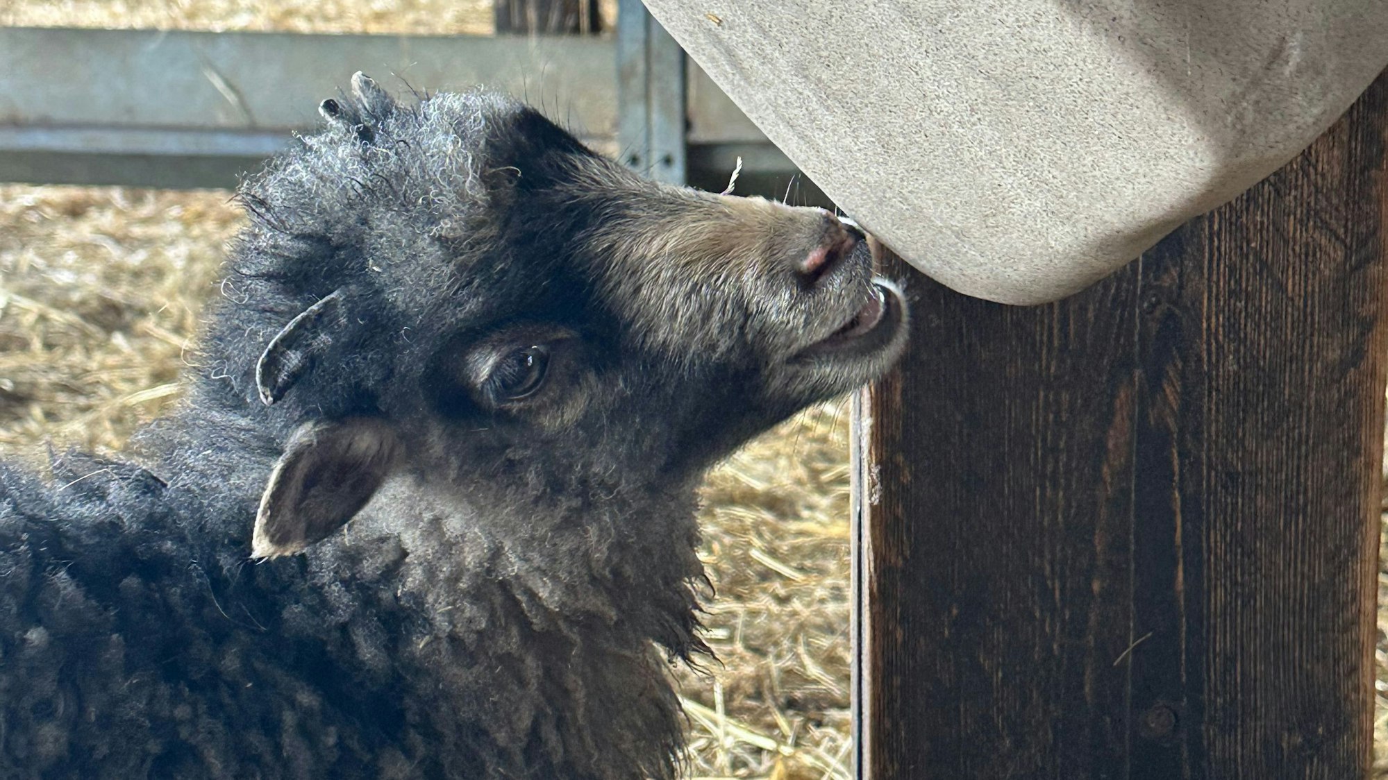 Ein Lamm der Ostpreußische Skudde leckt an einem Salzstein. Es gehört zu den ältesten Hausschafrassen und steht auf der Roten Liste der bedrohten Nutztierrassen.