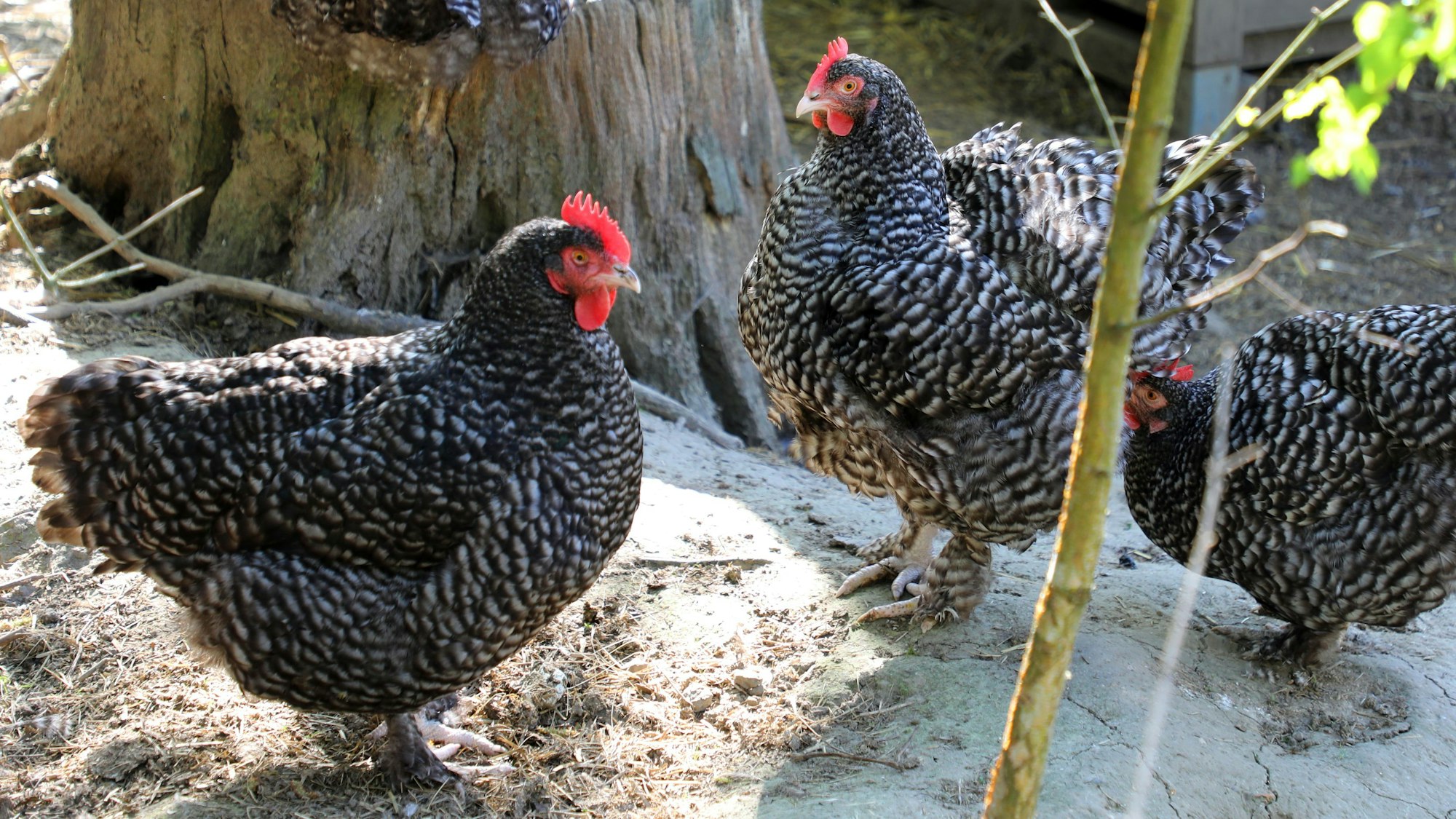Hühner stehen in einem Gehegen in Oberkirsbach bei Odenthal.