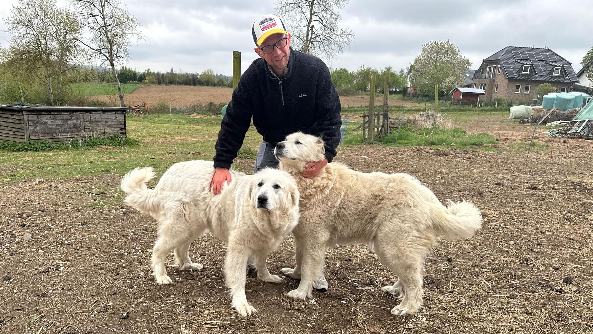 Schäfer Simon Darscheid mit seinen beiden Herdenschutzhunden fordert den Abschuss von Wölfen, die sich auf Nutztiere als Nahrung spezialisiert haben.