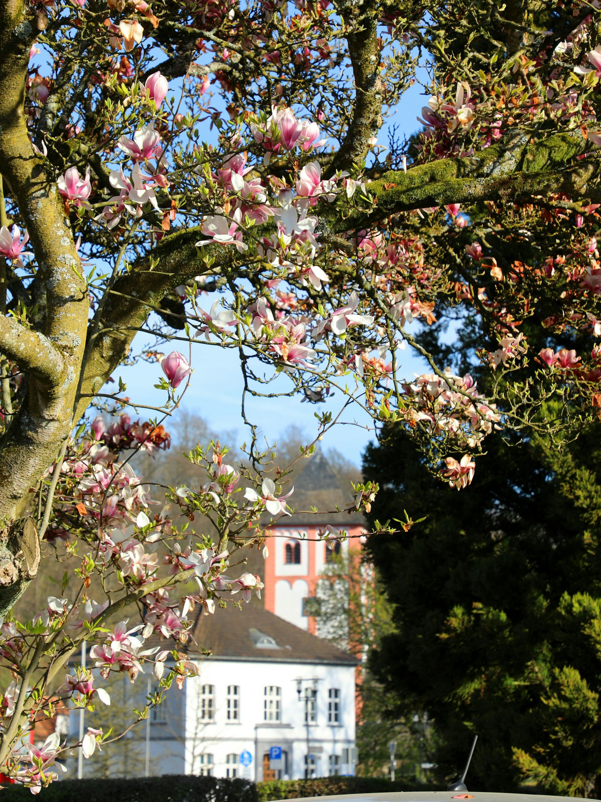 Das Odenthaler Rathaus und die Kirche St. Pankratius unter einem blühenden Ast an der Straße Herzogenfeld.