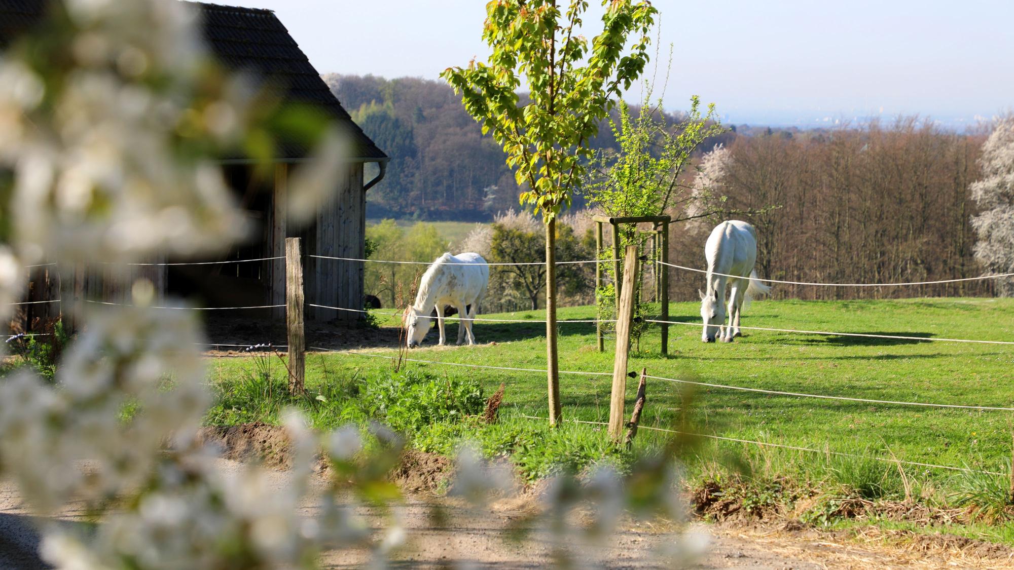 Pferde grasen auf einer Koppel auf den Höhen bei Odenthal.