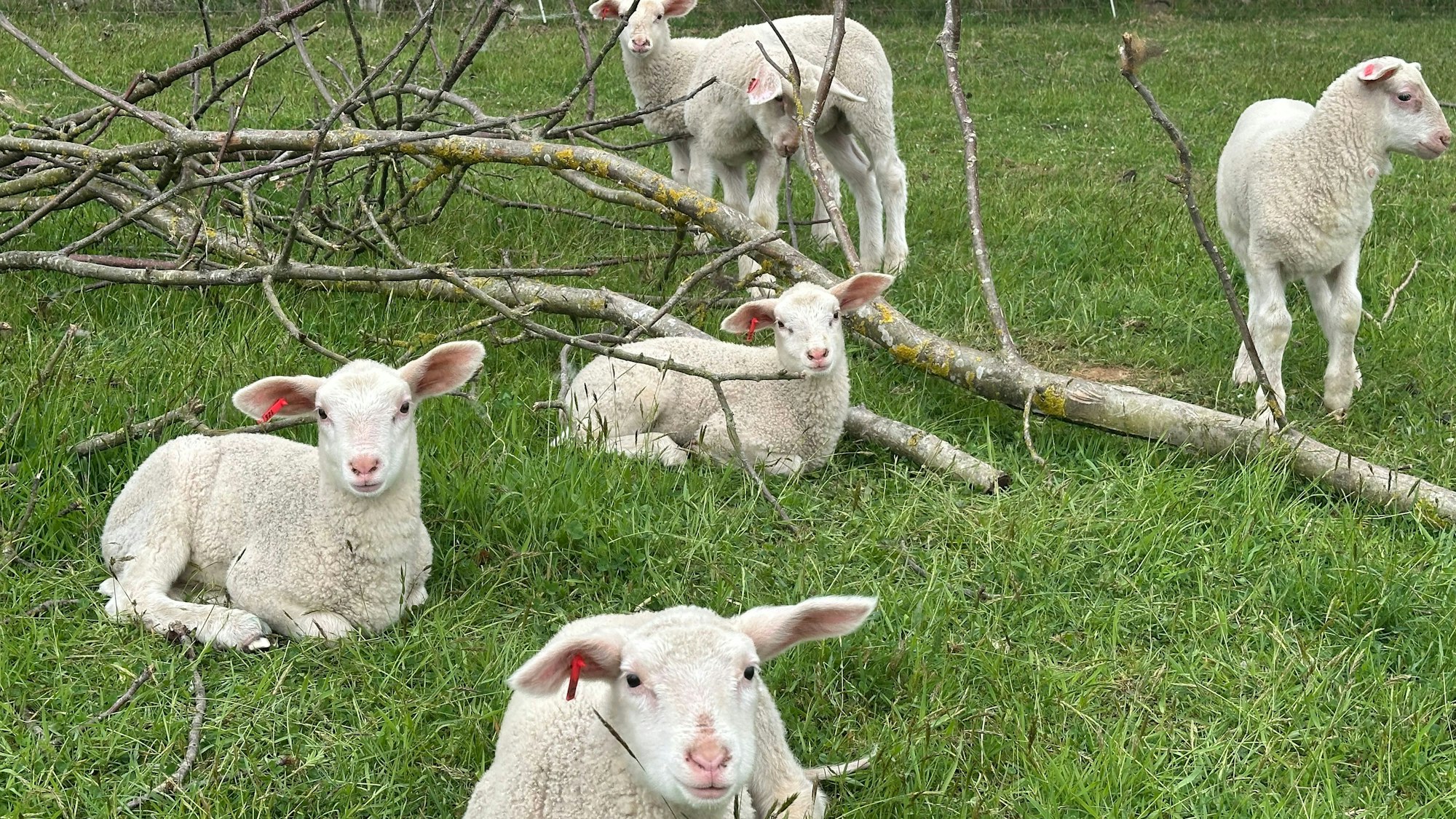 Schäfer Simon Darscheid züchtet ostfriesche Milchschafe. Es sind drei Farbschläge bekannt: weiß, schwarz und gescheckt. Der weiße Farbschlag ist mit Abstand am weitesten verbreitet.
