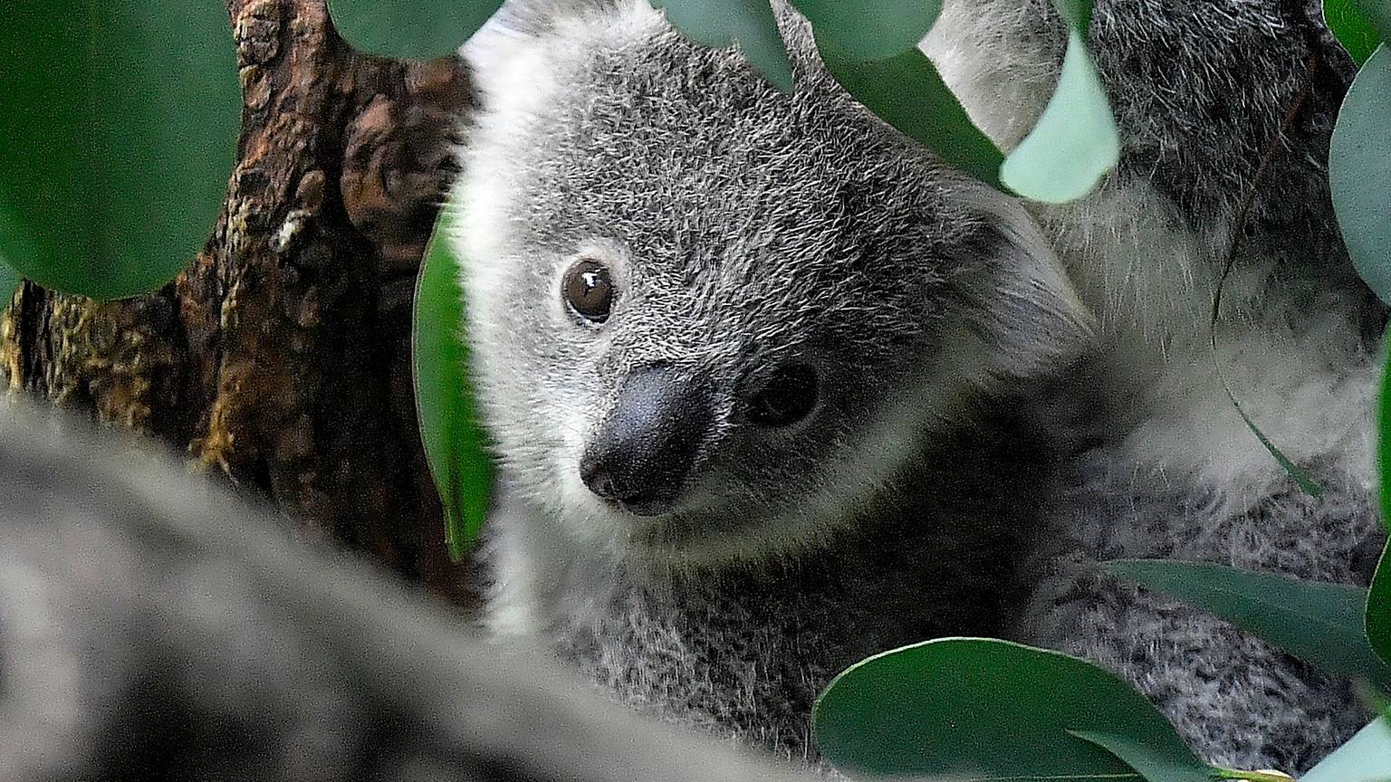 Ein junger Koala (Symbolbild)