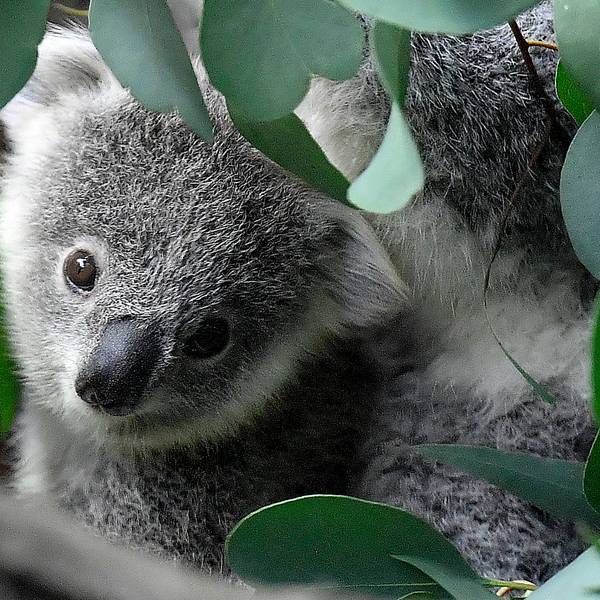 Ein junger Koala (Symbolbild)
