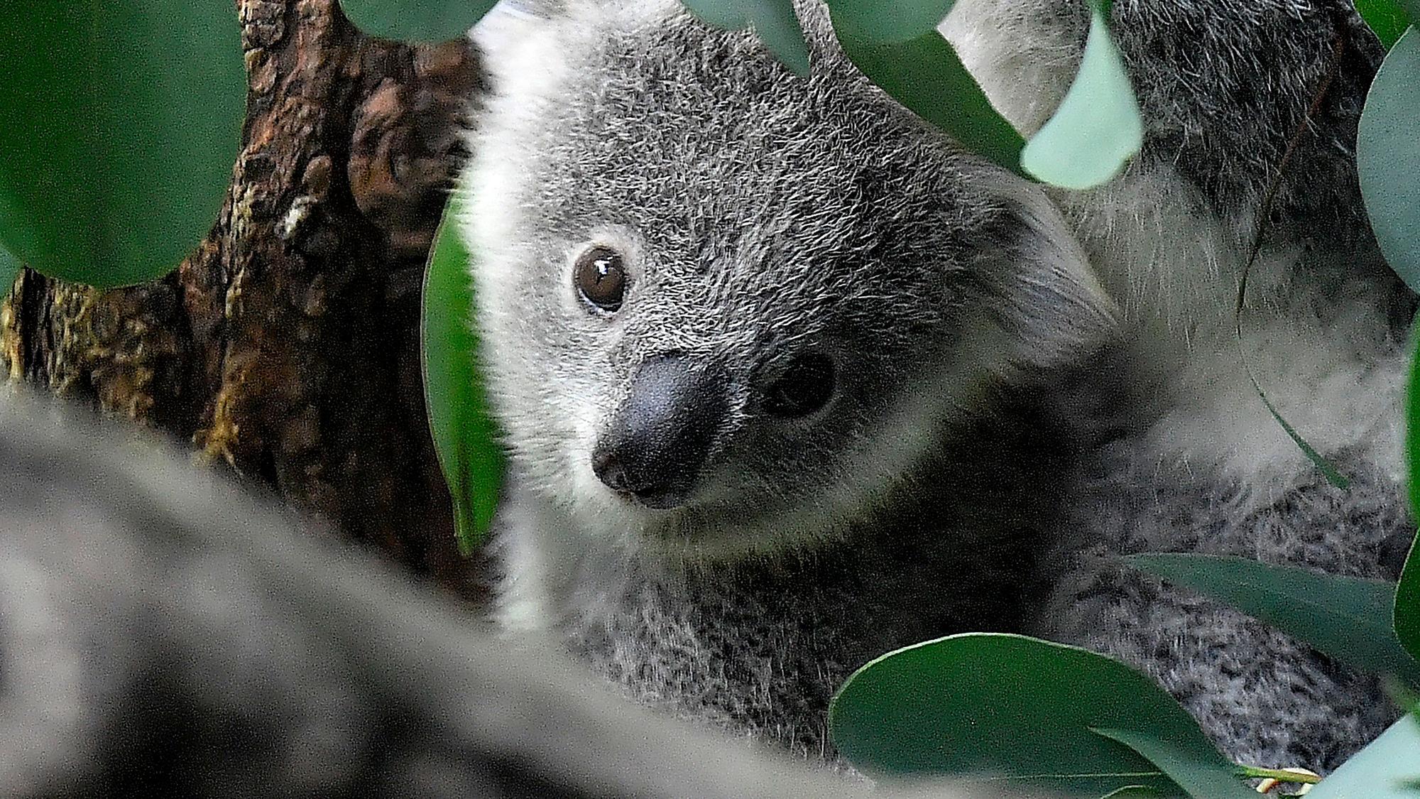 Ein junger Koala (Symbolbild)