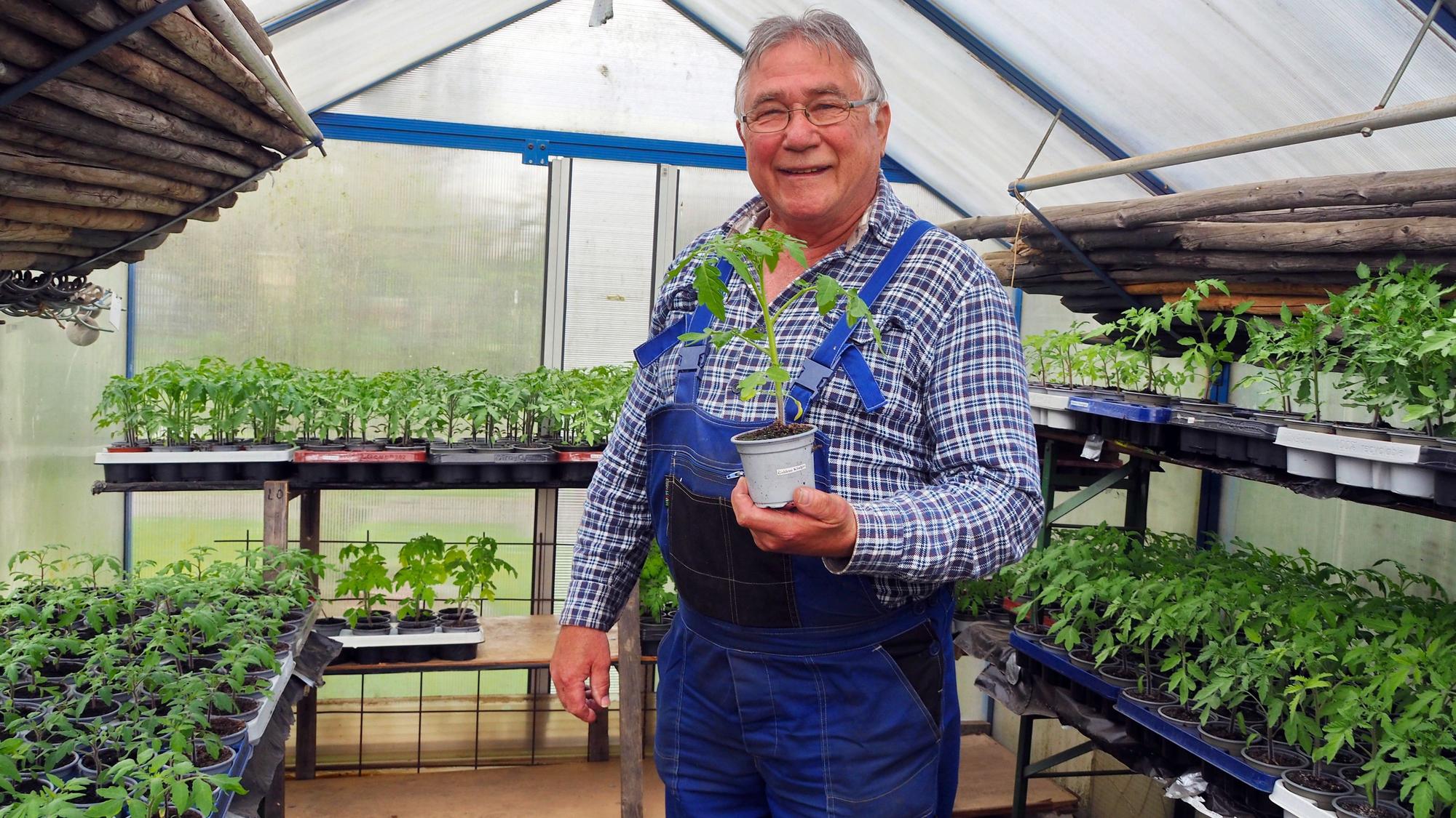 Günter Stadtfeld züchtet Tomaten für einen guten Zweck.