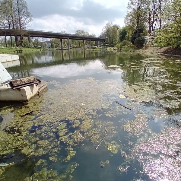 Grüne Algen schwimmen auf der Wasseroberfläche eines Teichs.