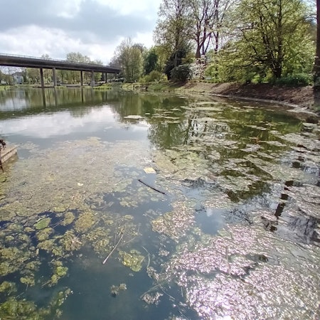 Grüne Algen schwimmen auf der Wasseroberfläche eines Teichs.