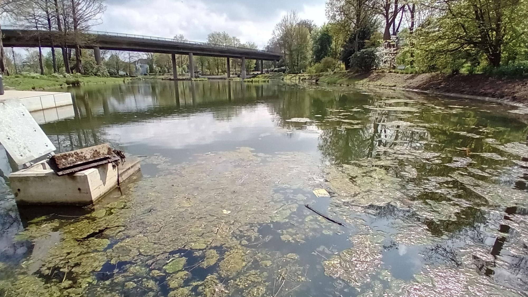 Grüne Algen schwimmen auf der Wasseroberfläche eines Teichs.
